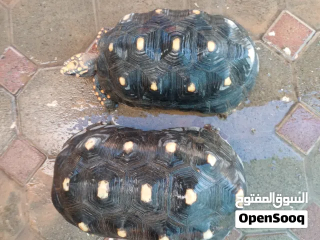 Redfoot tortoies