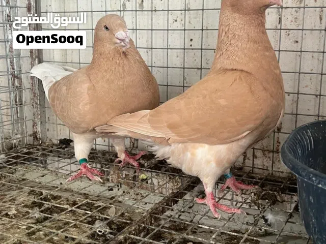 حمام + وز + كوشامو القزم