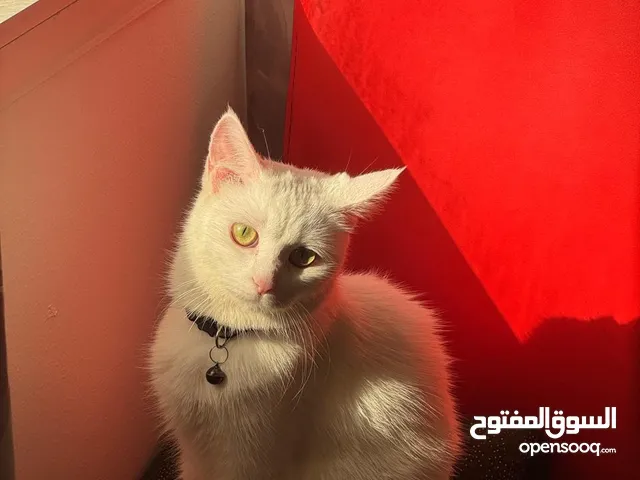 FEMALE CAT - IRANIAN - tamed................