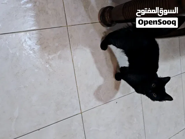 للتبني شيرازي مكس