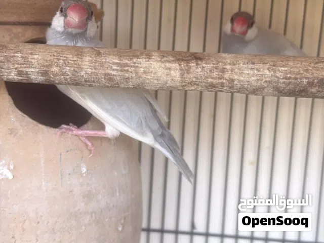 Goats and pigeon available for sale. Need urgent sale