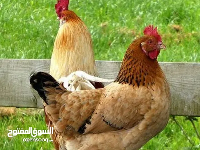 2 جاج بلدي بياض 1 ديك مزارع للبيع