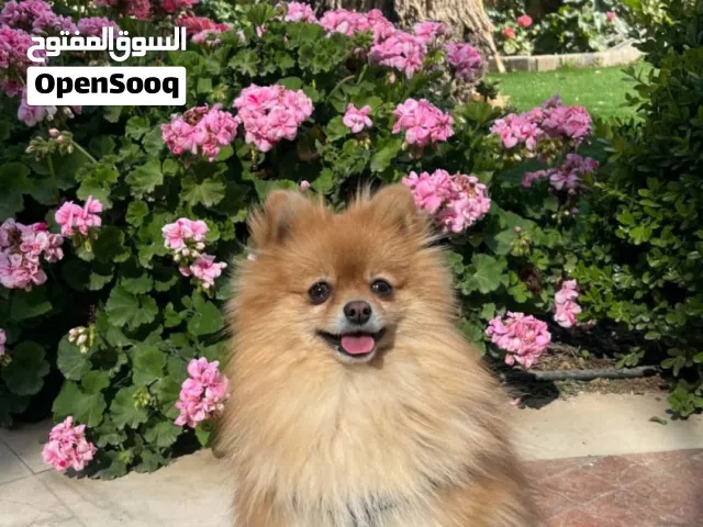كلبة بوميرينيان انثى عمر سنتين