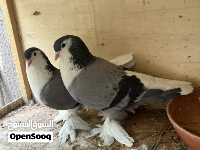 حمام زينه للبيع بلجيكي وشيرازي ومفتل