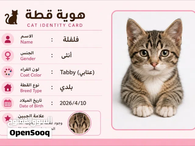 قطة للتبني مجاني