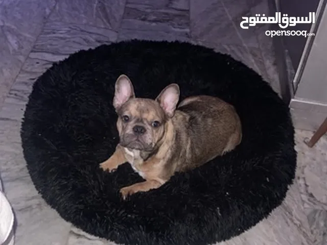 french bulldog فرنش لولدوق