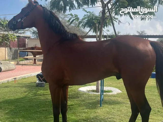 حصان عربي اصيل عمره 5 سنوات