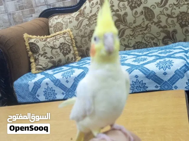 طير كوكتيل اليف جدا اشي تبارك الله