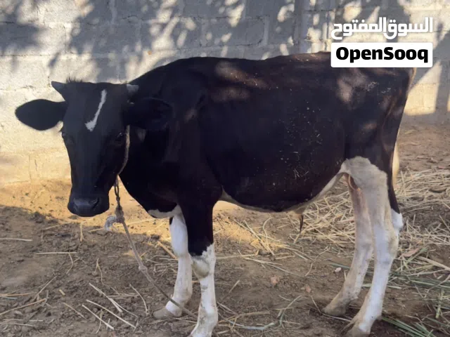 إعلان بيع عجل