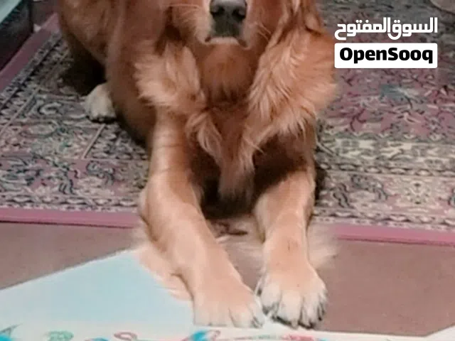 كلابين جولدن بيور