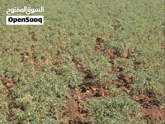 حمص اخضر قطعه تقريبن 4 دلمات من جبال عجلون الموقع راس منيف
