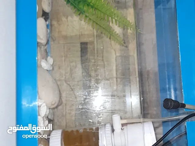 حوض حوت للبيع + سمكة فايتر ازرق داكن