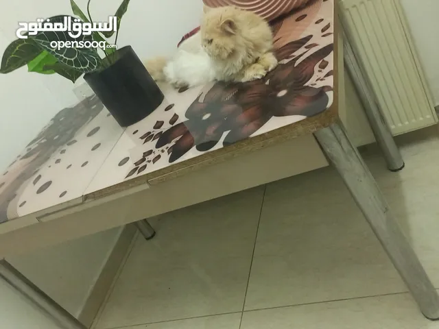 طاوله سفره سيكرويت تتكبر وتتصغر بحاله ممتازة للبيع بدون كراسي