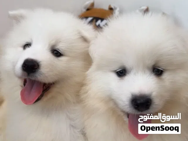 Baby  samoyed