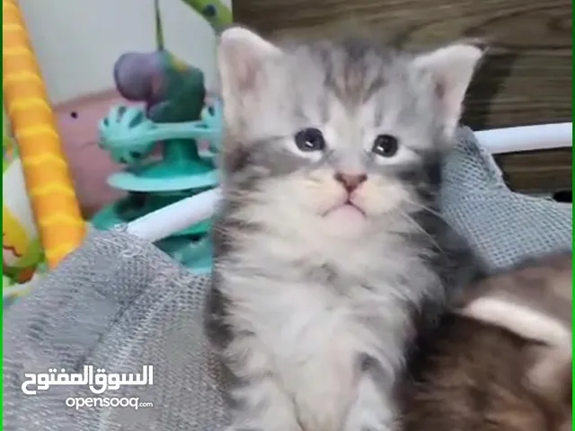 hello for baby Maine Coon  if u like you can come and choose