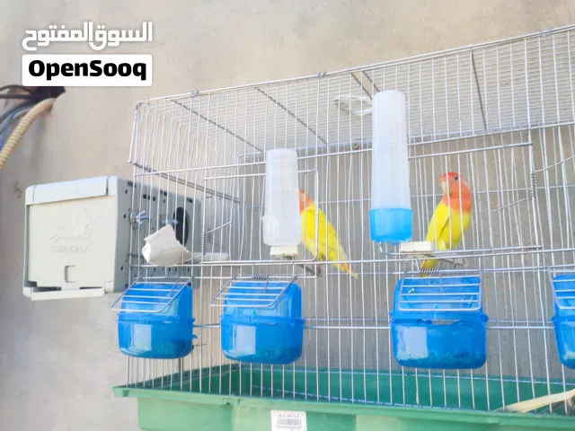 زوز كوبيات بسم الله تبارك الله وحده اوبلاين رد راس احمر وديل احمر والتانيه اوبلاين بلو حاجه الله ايب