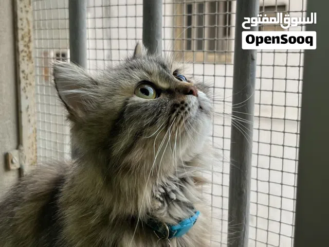 قطة شيرازي للتبني