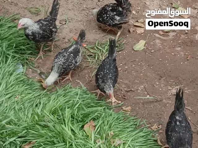 ديج ودجاجه عرب وديوجه كويتيات دندراوي للبيع