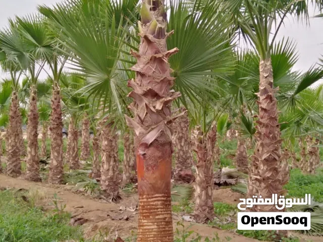 نخل واشنطني احمر امريكي