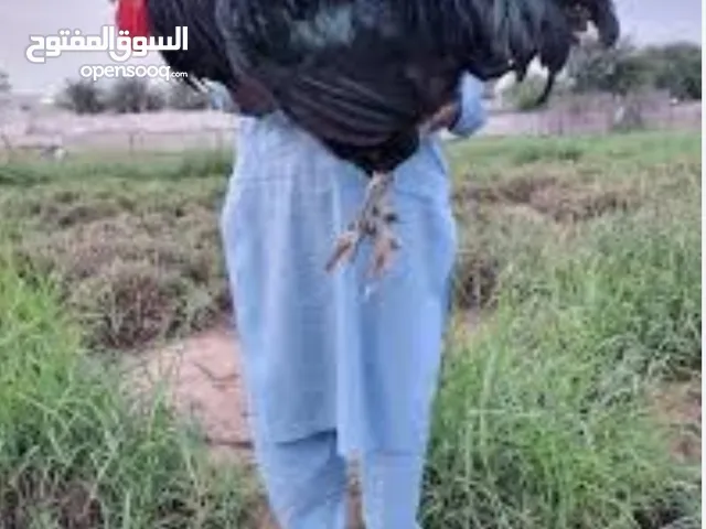 مطلوب ديك فرنساوي عملاق