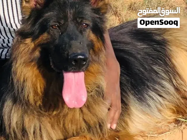 السلام عليكم متوف كلب لنقهيره البيع 2500وسهل