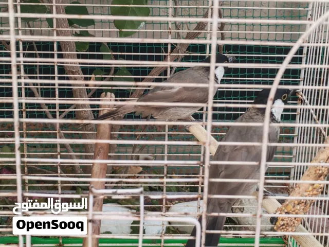 بلبل وحشي عدد 2 طيور كناري عدد 2