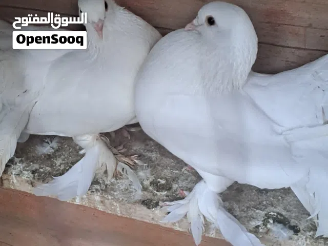 زوج عرايس كبار وتك مخلفه زينه ويوجد فحله تور ثنين ولوت يوجد ثنين وقفص كلمن وسعره شراي يراسني