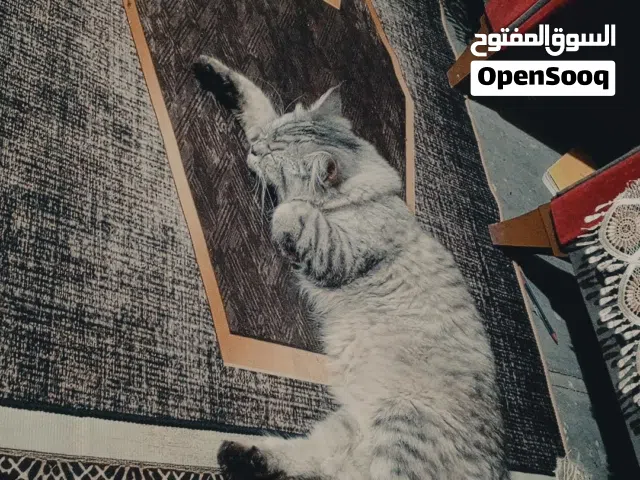 بغداد الشعب