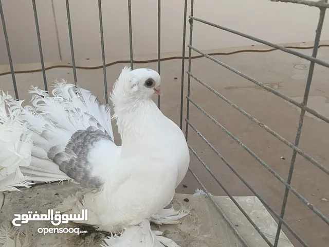 زوج كرنجو ابيض للبيع