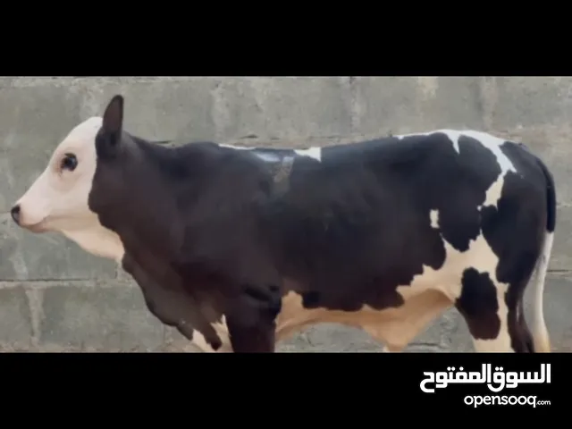 للبيع عجل نمساوي