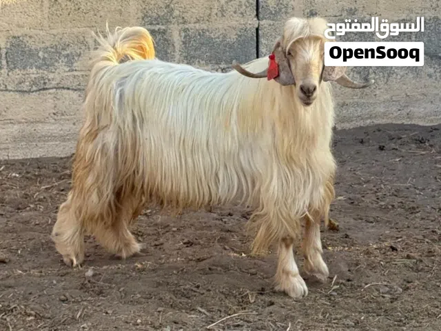 تيس راهي من حلال الجبل الأخضر