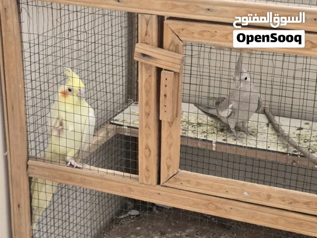 كوكتيل للبيع