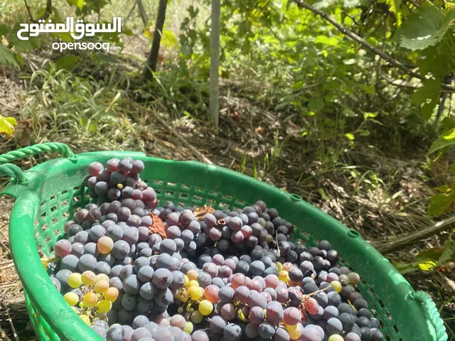 عنب عماني اسود انتاج قرية الروضة المضيبي كمية محدودة