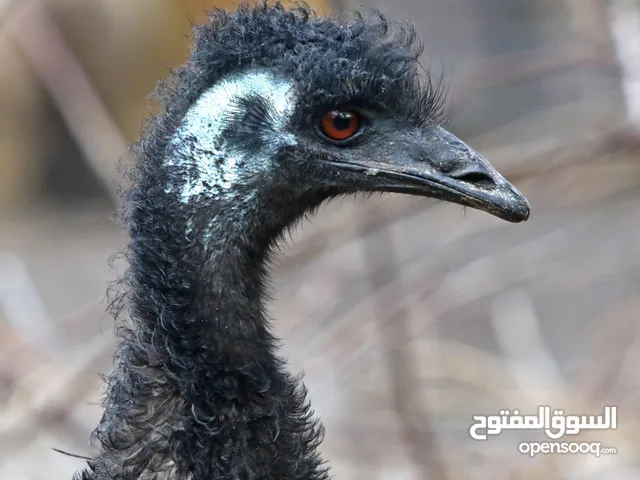 أنثى ايموا منتجة للبيض وصحية عمرها 3 سنوات ونص