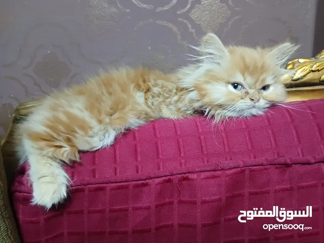 قطة شيرازي ...عمر حوالي شهرين ونص...مشمشي ...half moon face