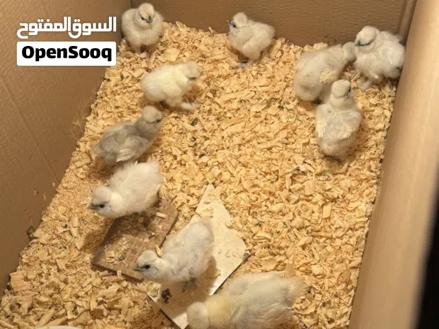 صيصان دجاج مصوف أمريكي فل كفر الأصلي