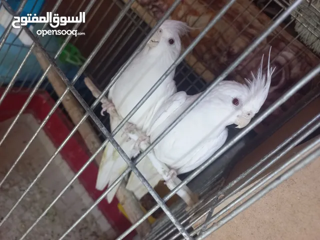 متاح كمية ازواج كوكتيل البينو ولاتينو اقرأ الوصف