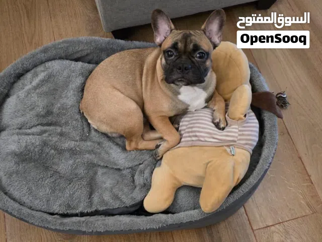 Adorable Fawn French Bulldog "Latte"