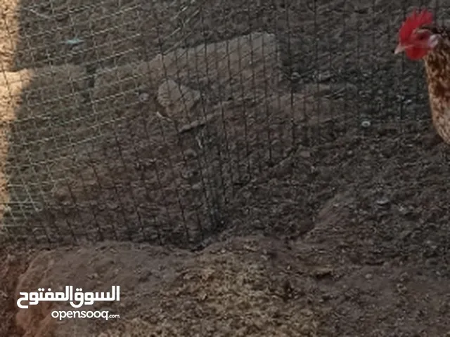 للبيع دجاج براهما حاجه صح  خالي من اي شي  مش مريض  دجاج و4زهري 2دجاج و2فرريج