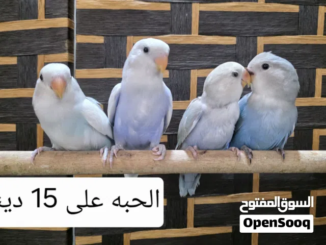 طيور لاف بيرد 15 للحبه