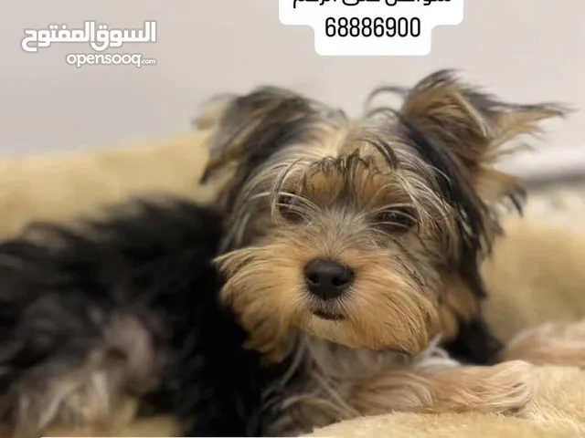 يورك شاير 4 اسابيع