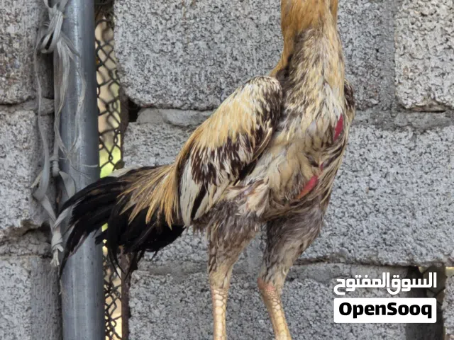 للبيع ديك بنجابي