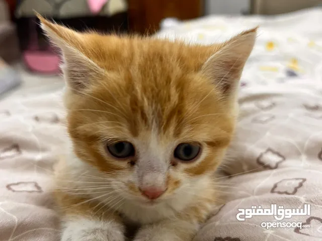 قطط لتبني ابو الخصيب