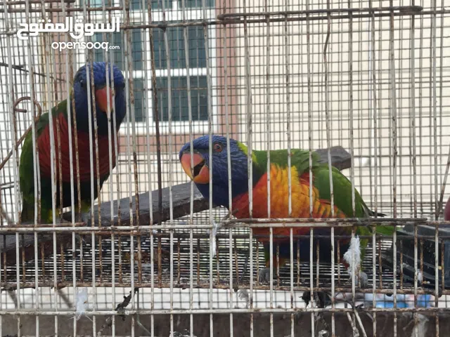 Rainbow Lorikeet pair