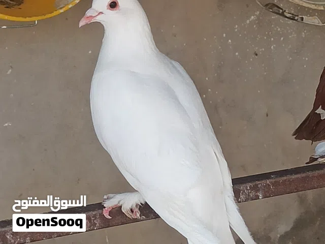 زوز كوبيات عربي للبيع