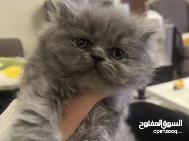 انثى بريتش ستريت شعر كثيف لعوبة كتير واسمها بوتشي