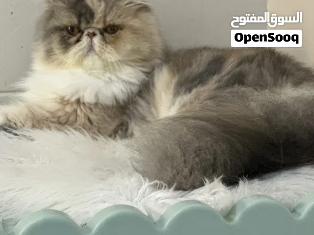 قطة بيرشن كاليكو دايلوت تبارك الرحمن