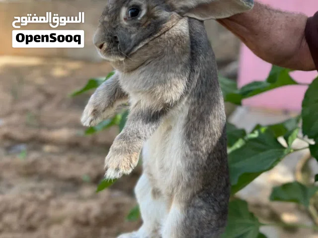 ارنب لي البيع المكان سوق الجمعة