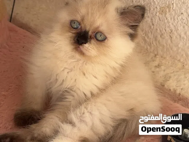 قط هيملايا هاف فيس