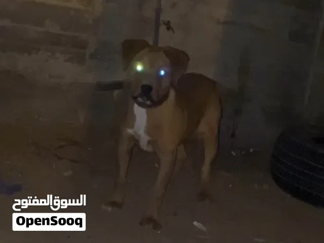 سلام عليم كلابه ربي ايبارك روت علي بيتبول عمرها4شهور شراسه نار اؤمر اساسيه سعر ساوم أمها أوبها ربي